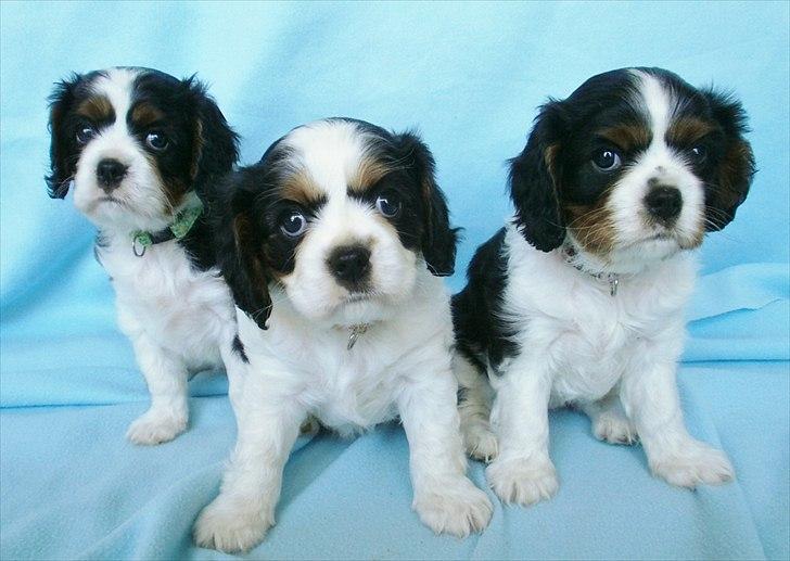Cavalier king charles spaniel Malekit's Nikita - Almine, Aya og Ally. Nikita's tre smukke hvalpe. billede 9