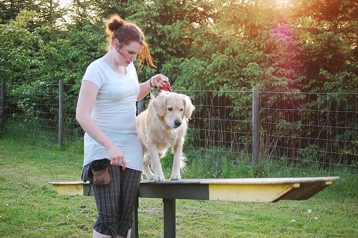 Golden retriever Niclanoma's Krongaard Tikka - Solgt :'( - 16) Fuck den havde jeg sgu' ikke lige set komme. Ja hold fast i mig mor! billede 16