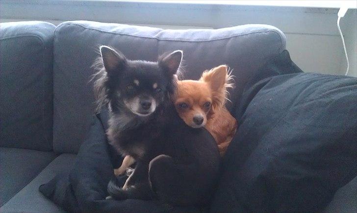 Chihuahua Tila - Simba: jeg eeeelsker Tila !  billede 3