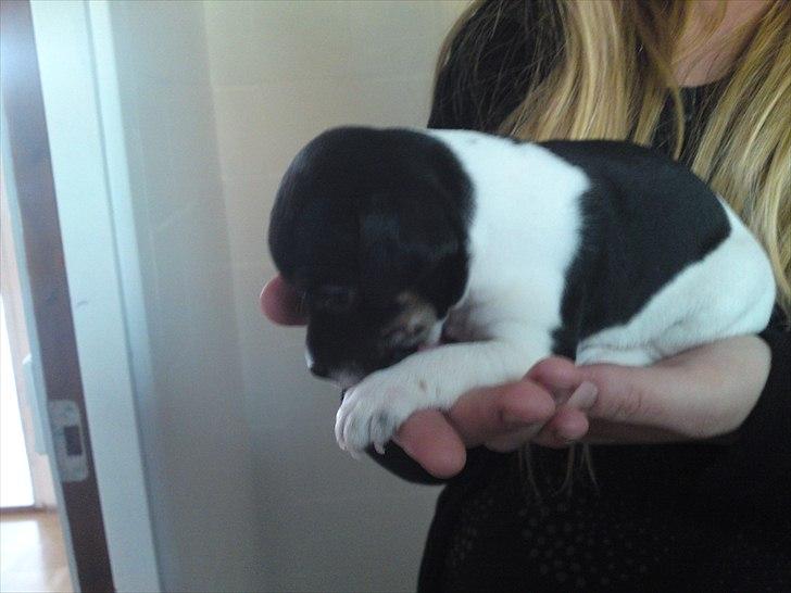 Dansk svensk gaardhund Ceres - Der er langt ned billede 8