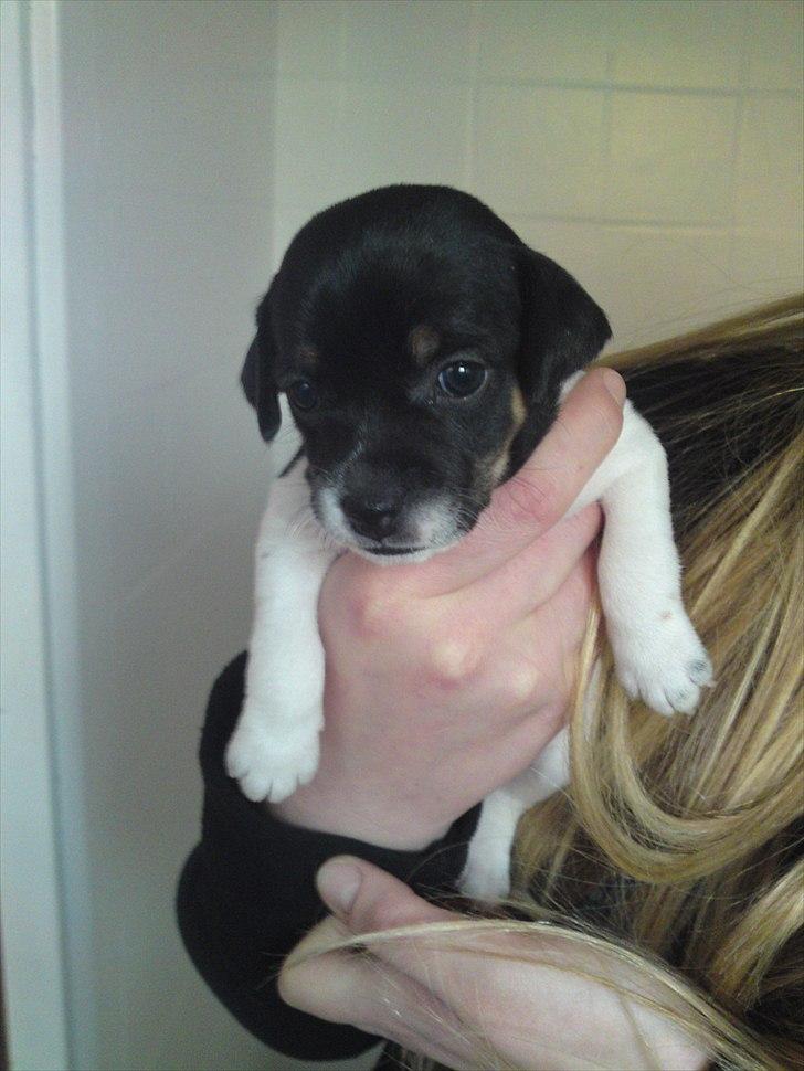 Dansk svensk gaardhund Ceres - 3½ uge og første møde med mor og far :-) billede 5