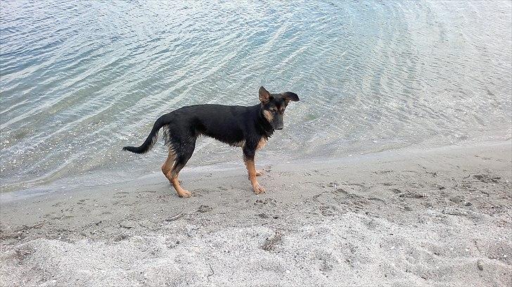 Schæferhund Luna - Maj 2011 :-) billede 11