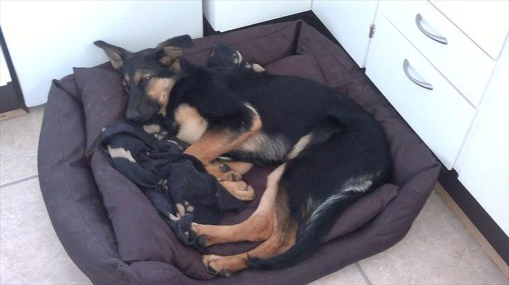 Schæferhund Luna - Maj 2011 billede 12