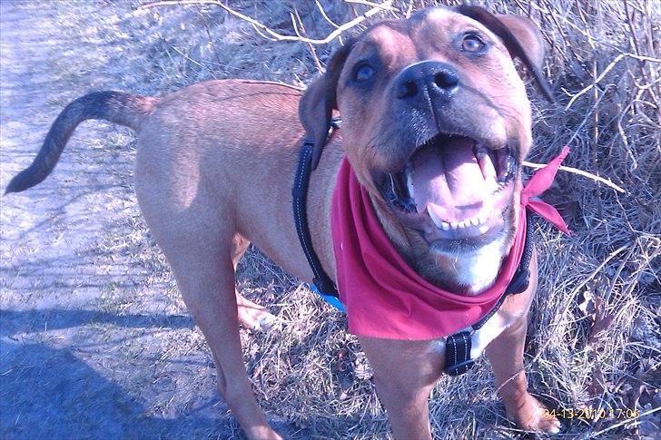 Blanding af racer Tino billede 7