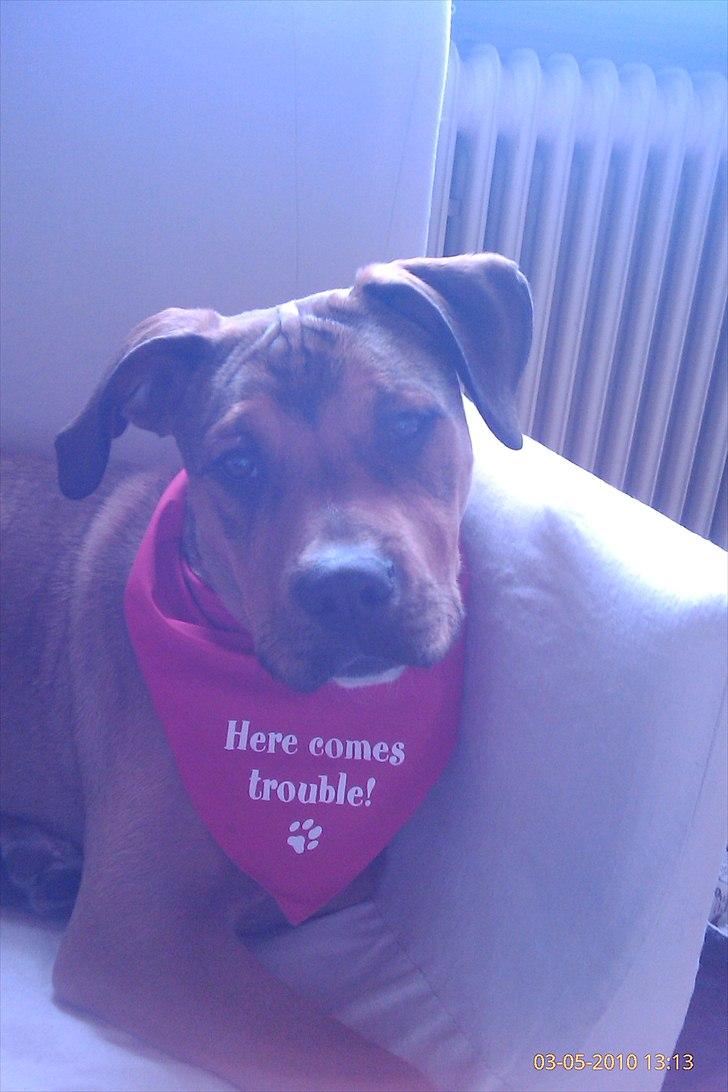 Blanding af racer Tino billede 8