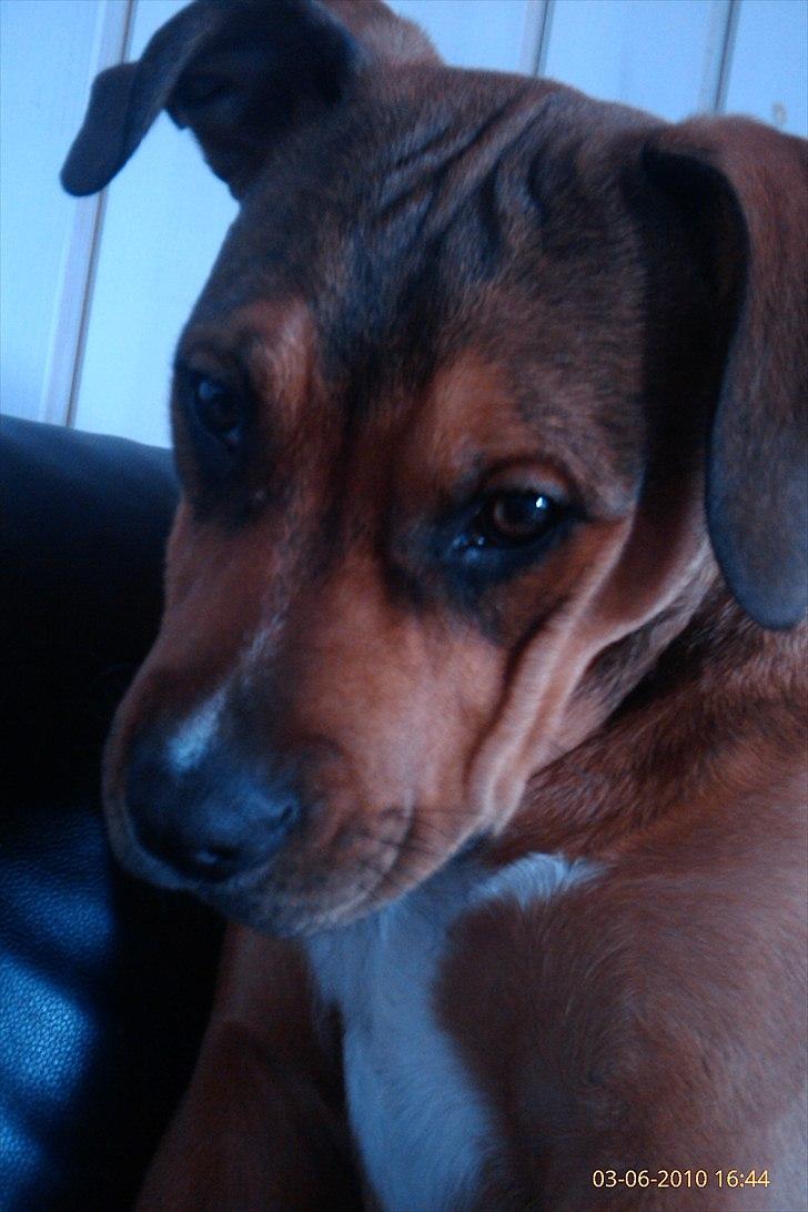 Blanding af racer Tino billede 9