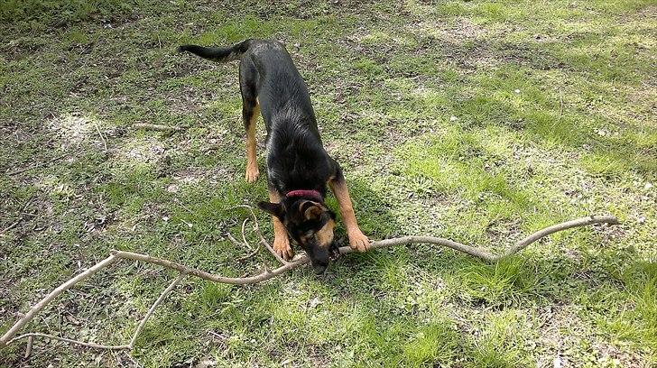 Schæferhund Luna - Maj 2011 billede 13