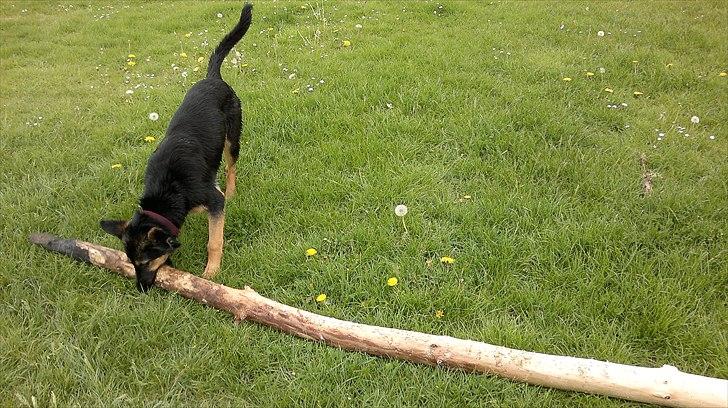 Schæferhund Luna - Maj 2011 billede 14