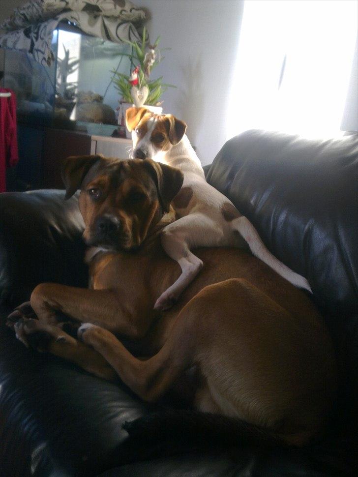 Blanding af racer Tino billede 10