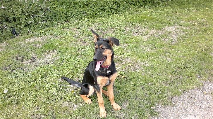 Schæferhund Luna - Maj 2011 billede 15