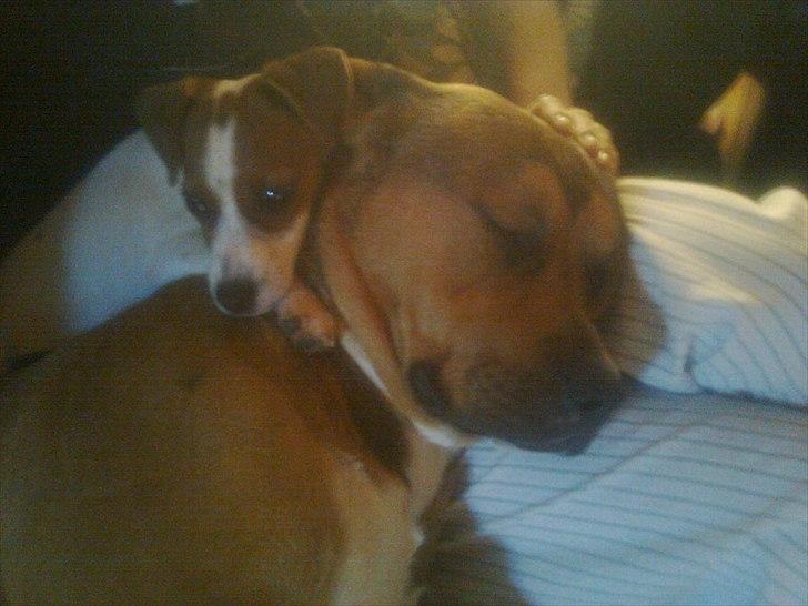 Blanding af racer Tino billede 13