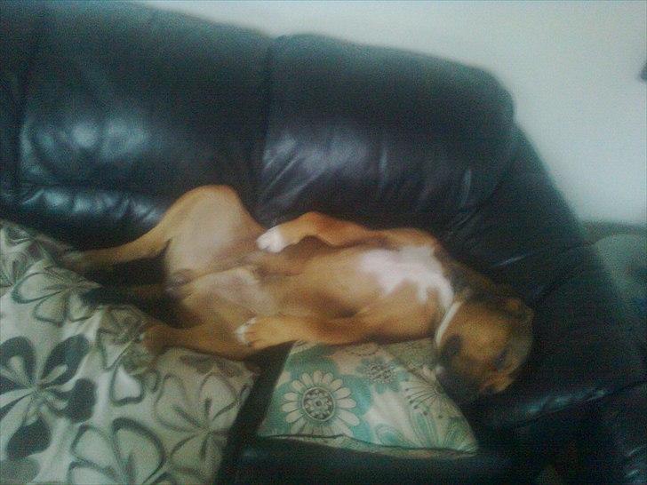 Blanding af racer Tino billede 14