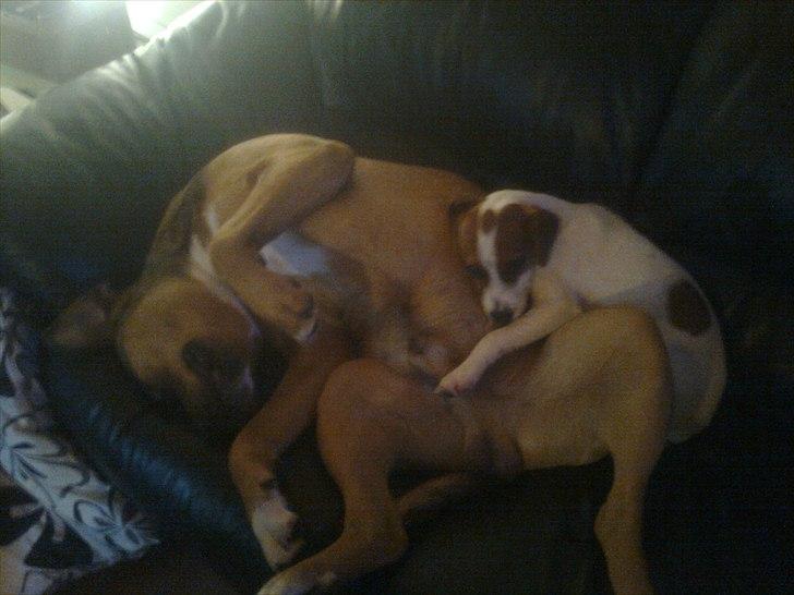 Blanding af racer Tino billede 15