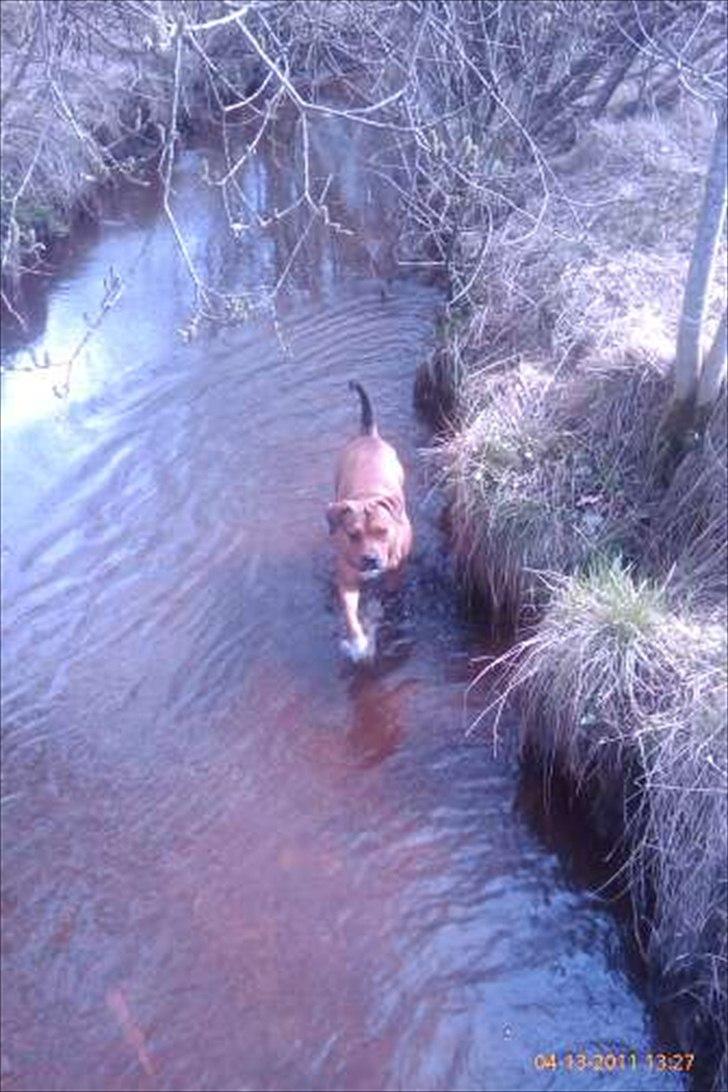 Blanding af racer Tino billede 16