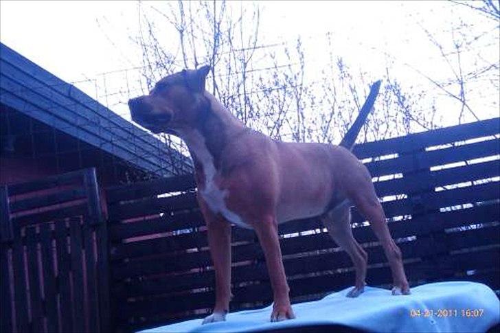 Blanding af racer Tino billede 17