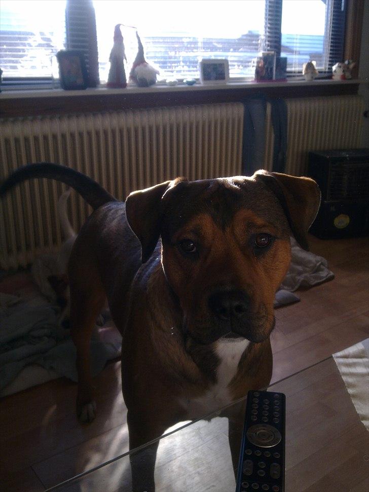 Blanding af racer Tino billede 18