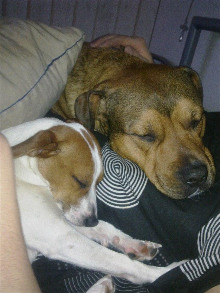 Dansk svensk gaardhund Sylvester billede 1