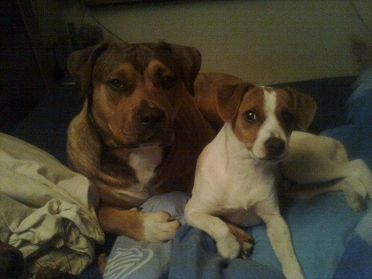 Dansk svensk gaardhund Sylvester billede 2