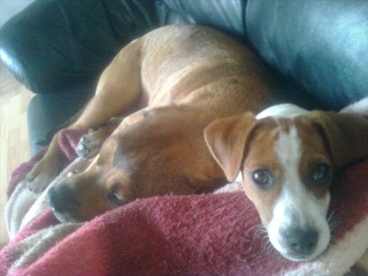 Dansk svensk gaardhund Sylvester billede 3