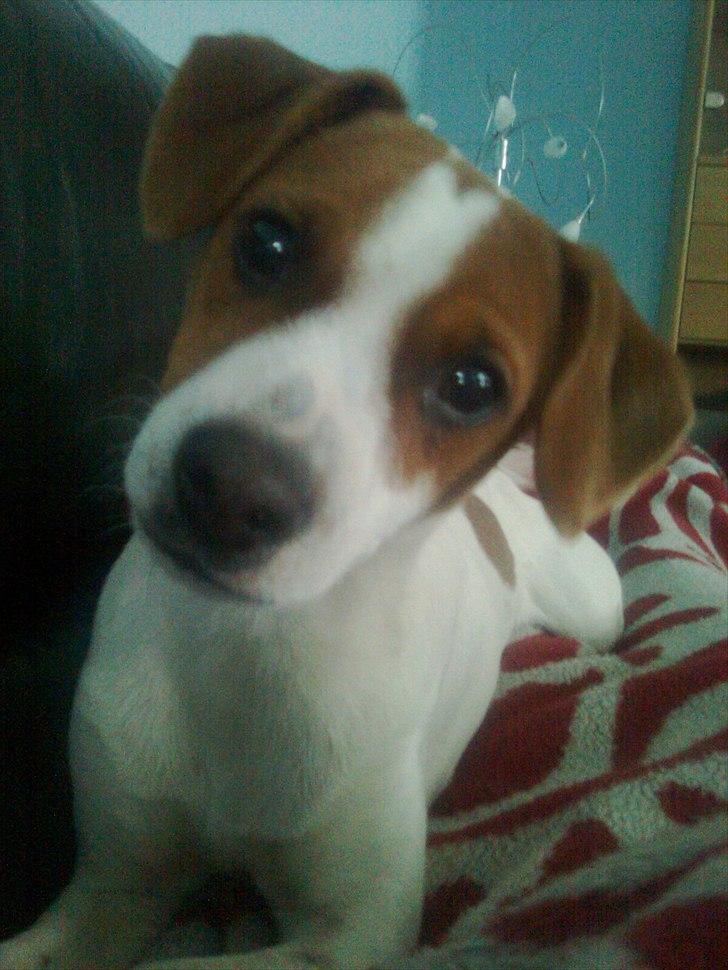 Dansk svensk gaardhund Sylvester billede 4