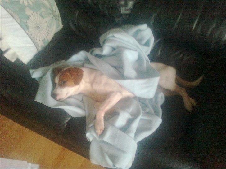 Dansk svensk gaardhund Sylvester billede 6