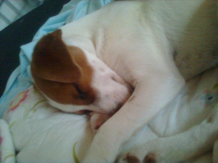 Dansk svensk gaardhund Sylvester billede 7