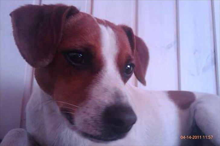 Dansk svensk gaardhund Sylvester billede 8