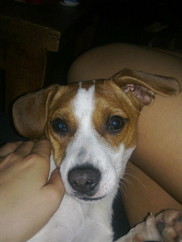 Dansk svensk gaardhund Sylvester billede 9