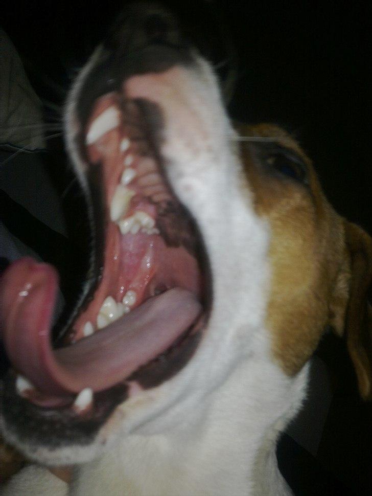 Dansk svensk gaardhund Sylvester billede 10