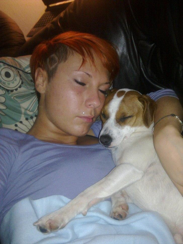 Dansk svensk gaardhund Sylvester billede 11