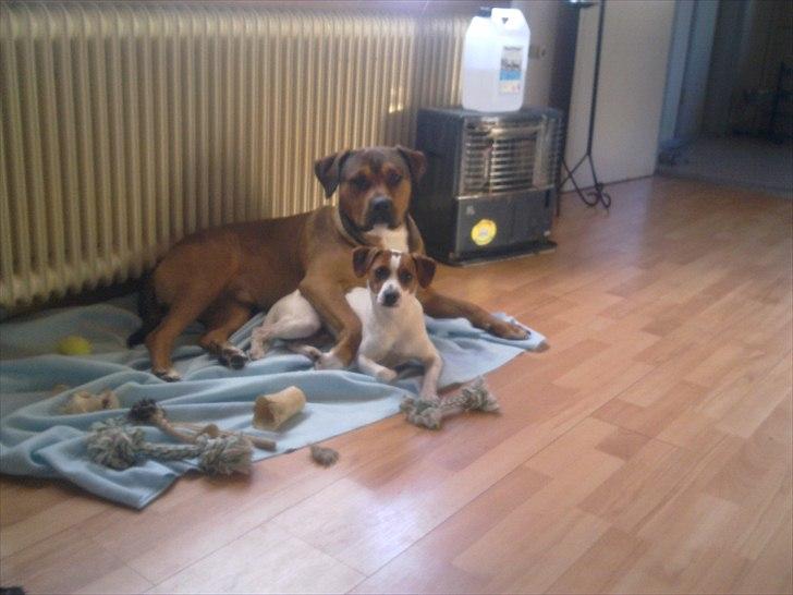 Dansk svensk gaardhund Sylvester billede 12