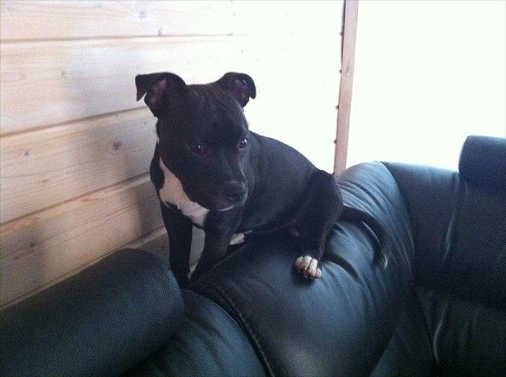 Staffordshire bull terrier Babe - ''Jeg må da gerne side her på sofakanten ikk?'' billede 15