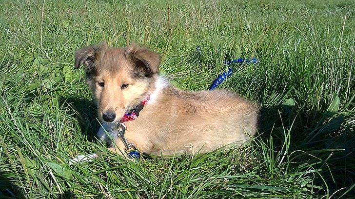 Collie langhåret Good girl {Himmel hund}  - Føste gang hun var i snor billede 5