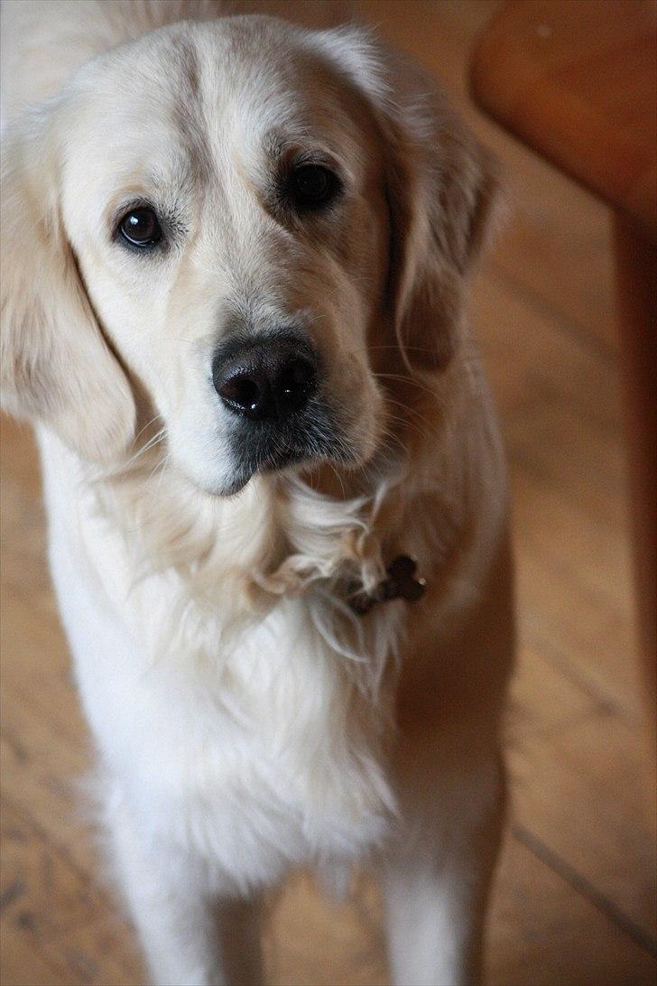 Golden retriever Golden Cosmo - Jeg kan pynte dig og gøre hvad jeg vil men ingenting her i verden kan slå din naturlige skønhed :´)  billede 3
