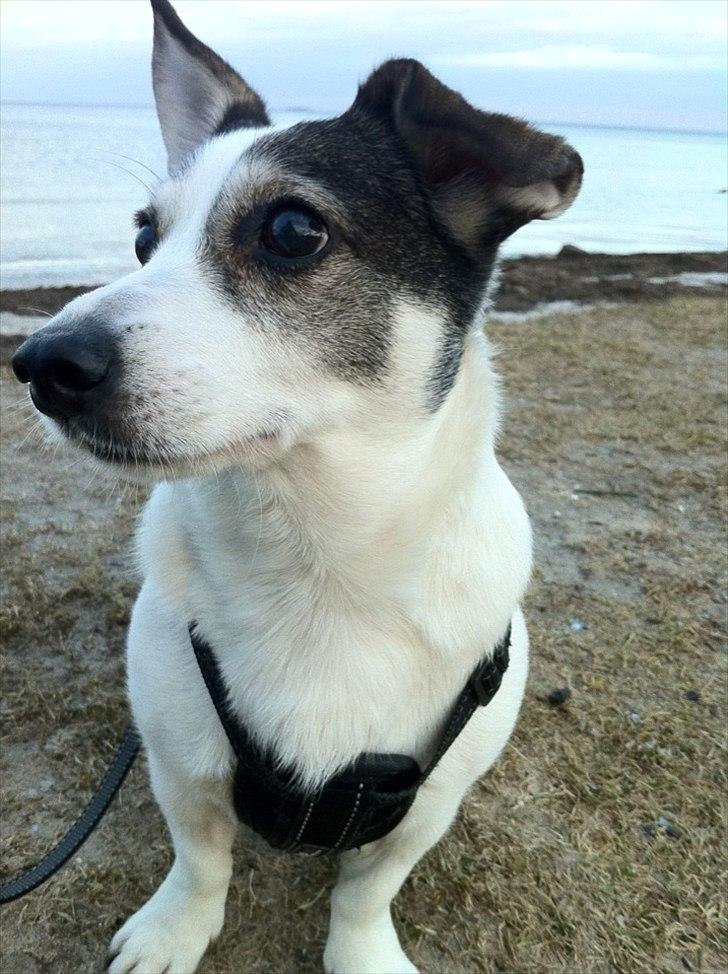 Blanding af racer Oscar billede 20