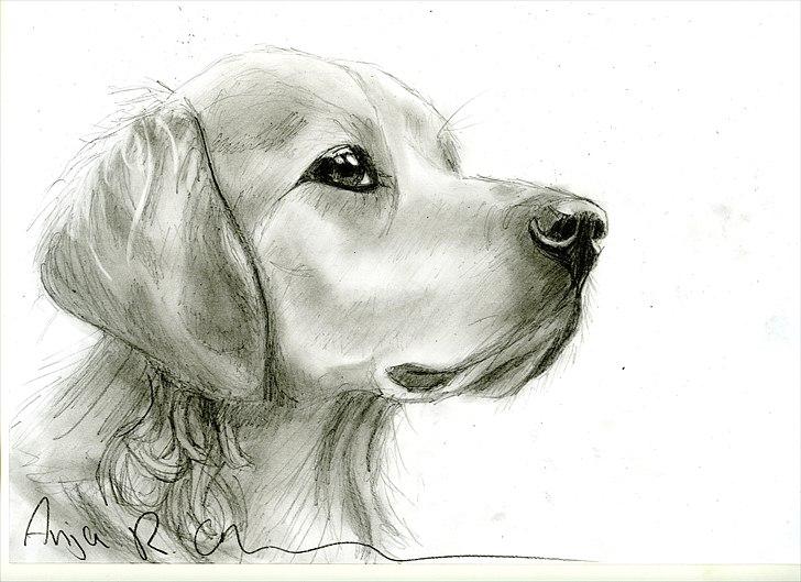 Golden retriever Bella - Bella som jeg har tegnet :) billede 20