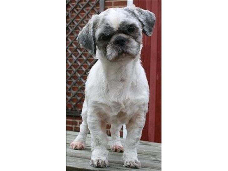 {{currentPhoto.altText}} billede {{currentPhoto.number}}