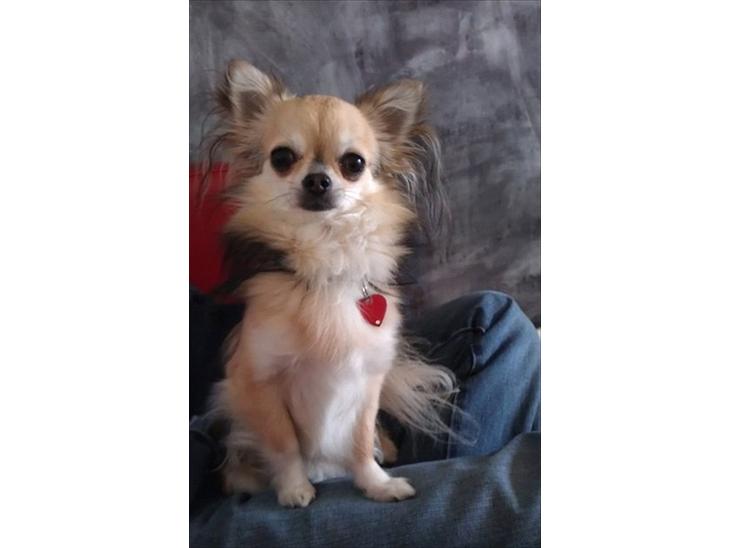 {{currentPhoto.altText}} billede {{currentPhoto.number}}