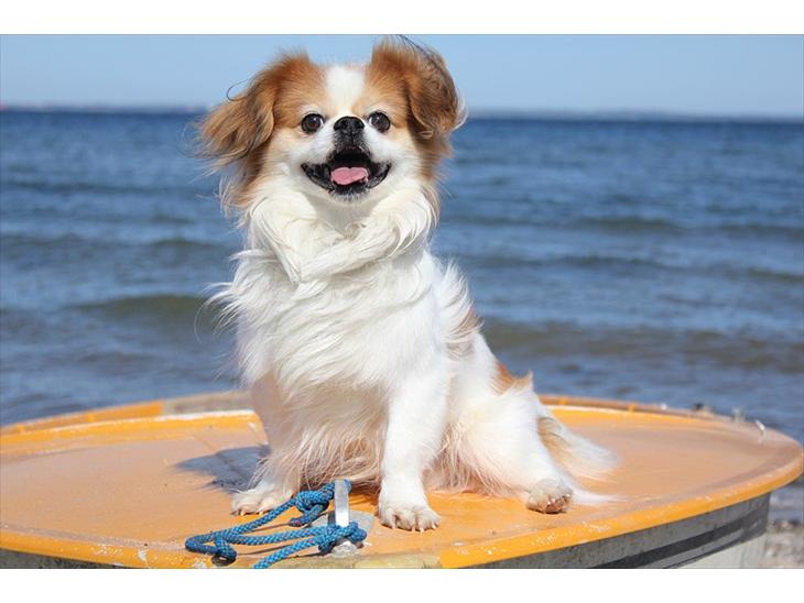 Blanding af racer Pepsi - Elsker det billede her <3 billede 1