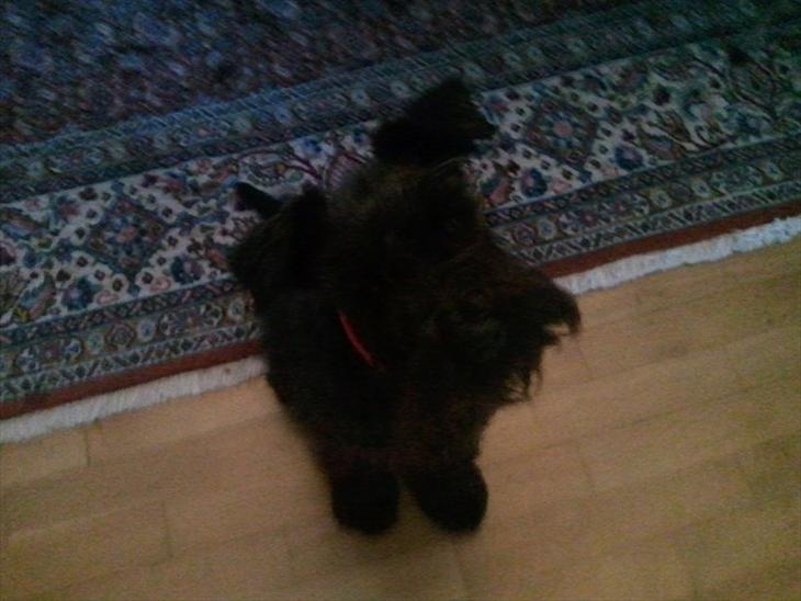 {{currentPhoto.altText}} billede {{currentPhoto.number}}