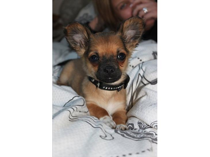 {{currentPhoto.altText}} billede {{currentPhoto.number}}