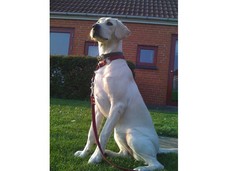 Labrador retriever emma billede 1