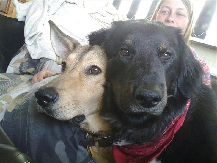Blanding af racer Bobby. Schæfer, golden retiver og labrador   - Kuk kuk billede 1