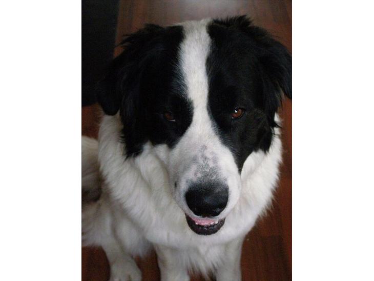 {{currentPhoto.altText}} billede {{currentPhoto.number}}