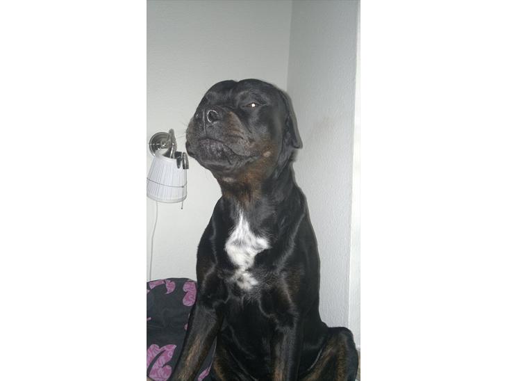 Blanding af racer GD&ROTTWEILER - Cola - billede 1