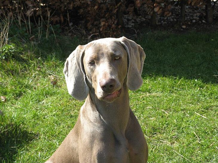 Weimaraner Hot Shoot´s Jeco - Sommerhunden Jeco billede 1