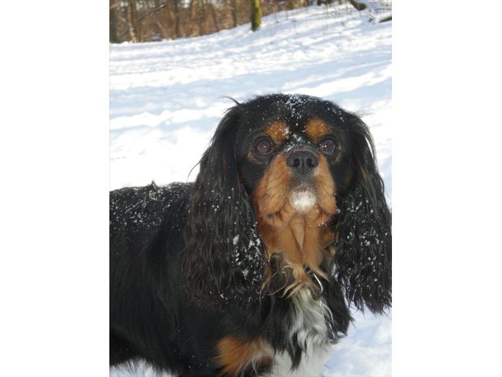 Cavalier king charles spaniel Nano (Elimosa 007 James) - Flotte dreng! billede 1