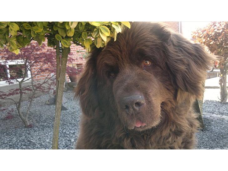 Newfoundlænder *Beauty* (Newetta's) R.I.P - 16/11-2012 billede 1