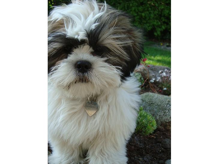 Blanding af racer Zarzu (Tidligere hund) billede 1