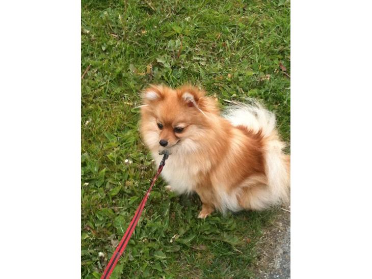 Pomeranian Chao Chao billede 4